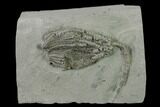 Crinoid (Hylodecrinus) Fossil - Crawfordsville, Indiana #136524-1